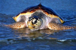 how to protect sea turtles in jupiter