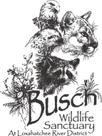 busch wildlife